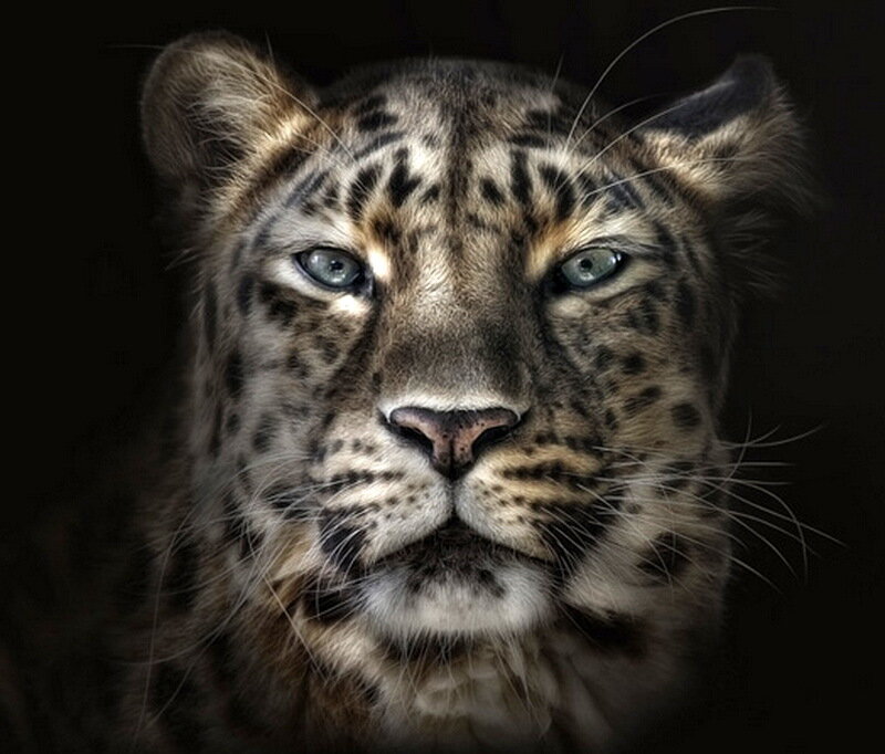 Leopard Cub Face