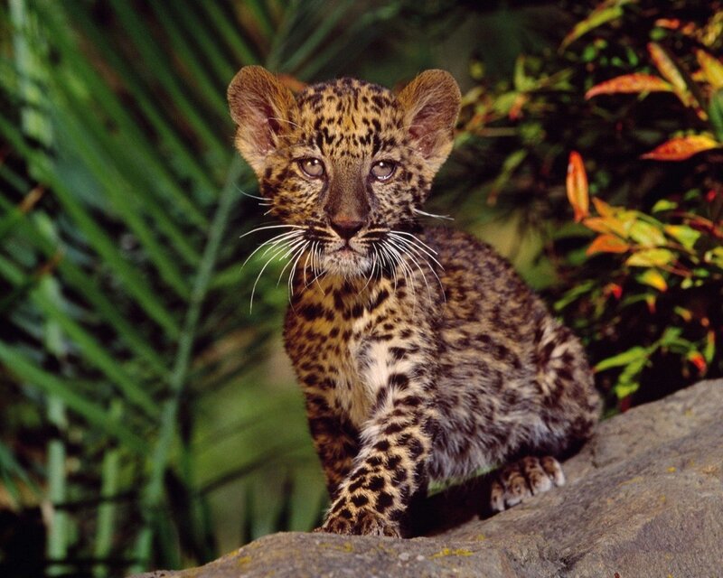 Leopard Cub — Green, Calm