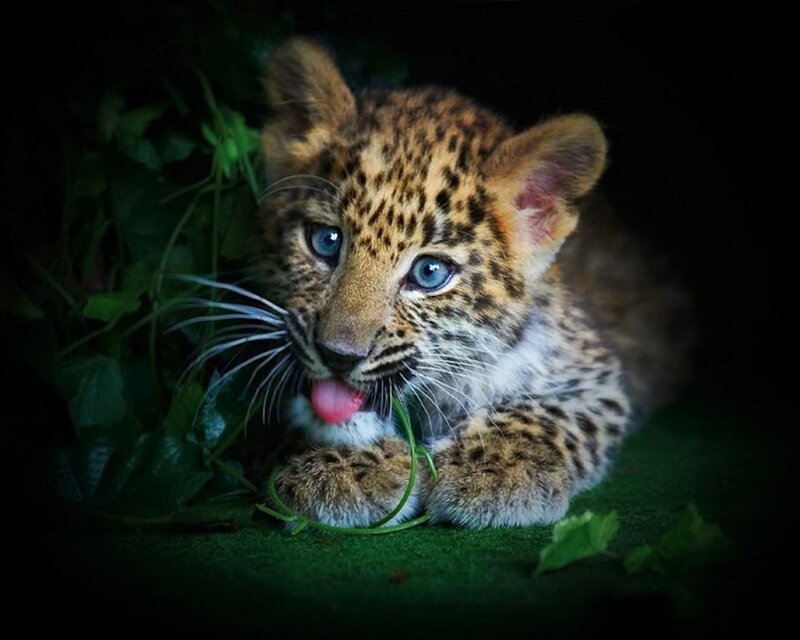 Leopard Cub — Green