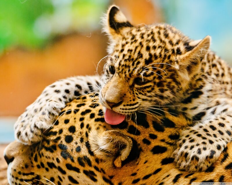 Leopard Cub Grooming — Brown