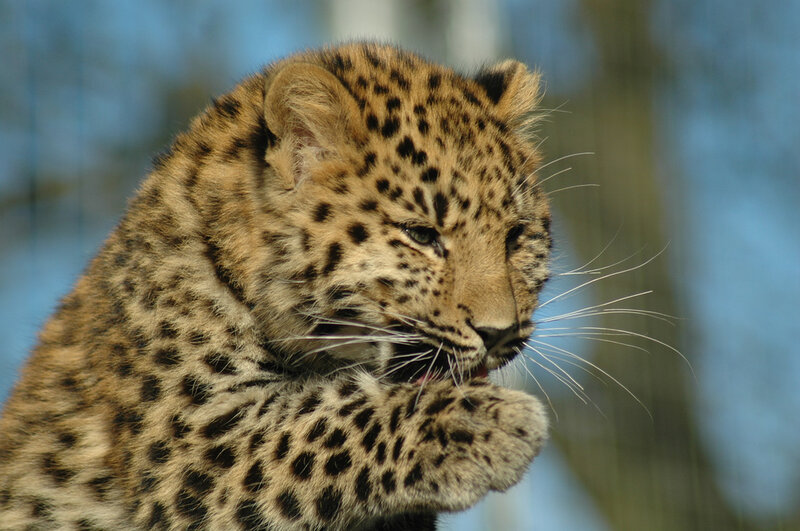 Leopard cub grooming itself
