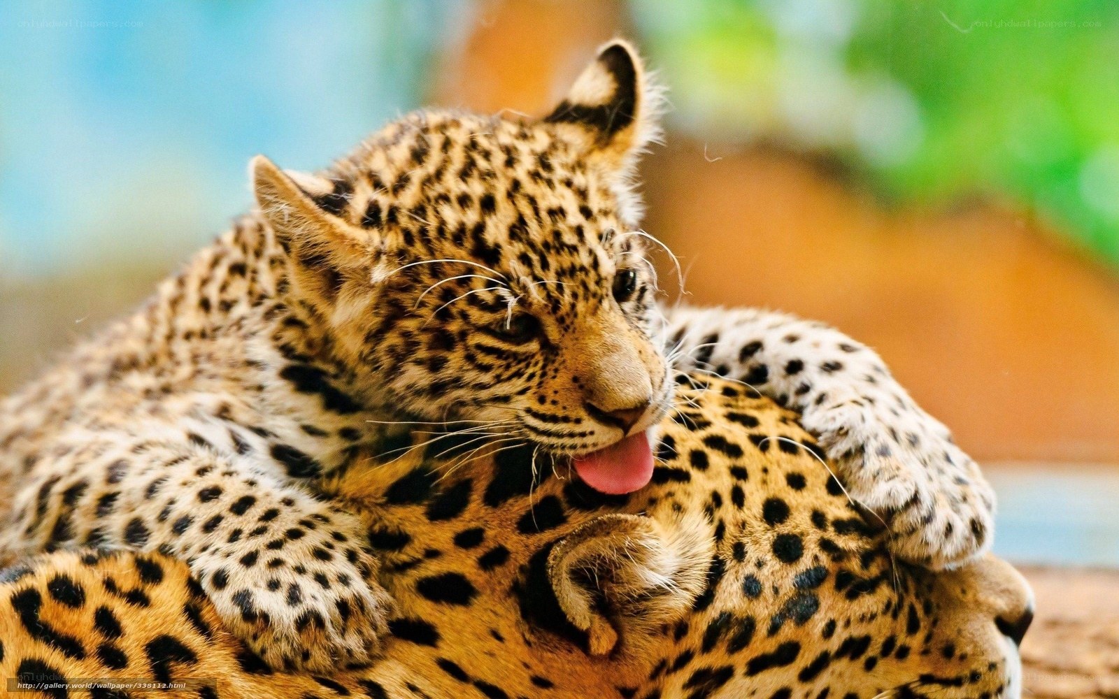 Leopard cub grooming mother