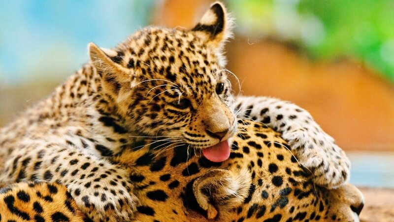 leopard cub grooming