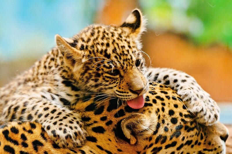 Leopard Cub Grooming — Yellow, Calm