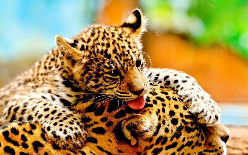 Leopard Cub Grooming — Yellow