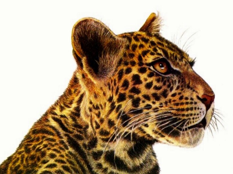 Leopard Cub Head — Brown