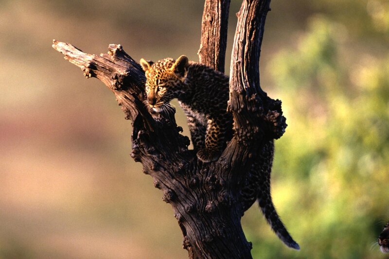 Leopard cub in a tree