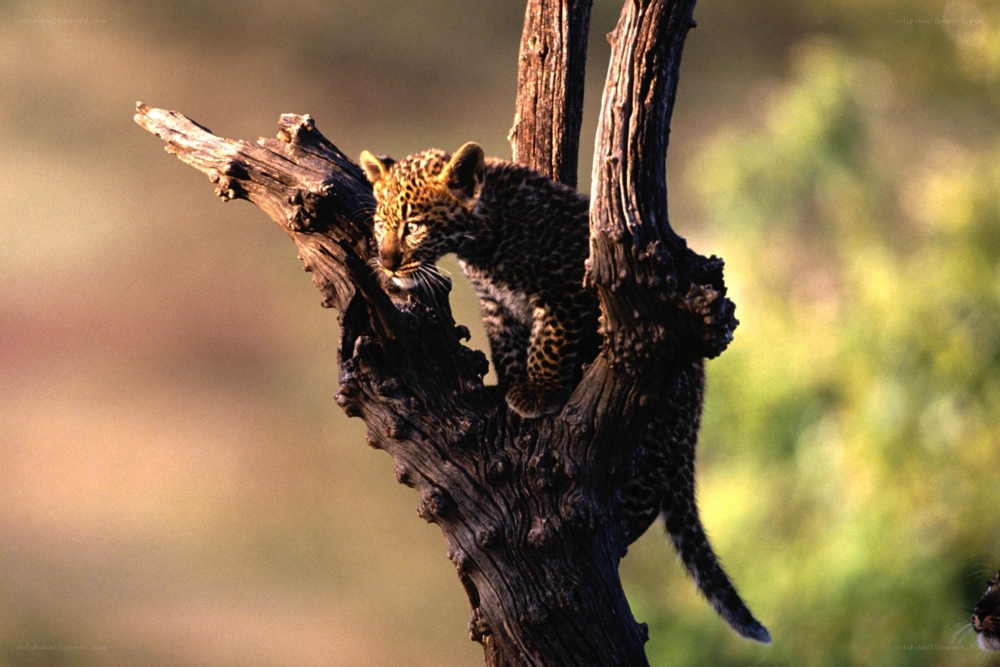 Leopard cub in a tree