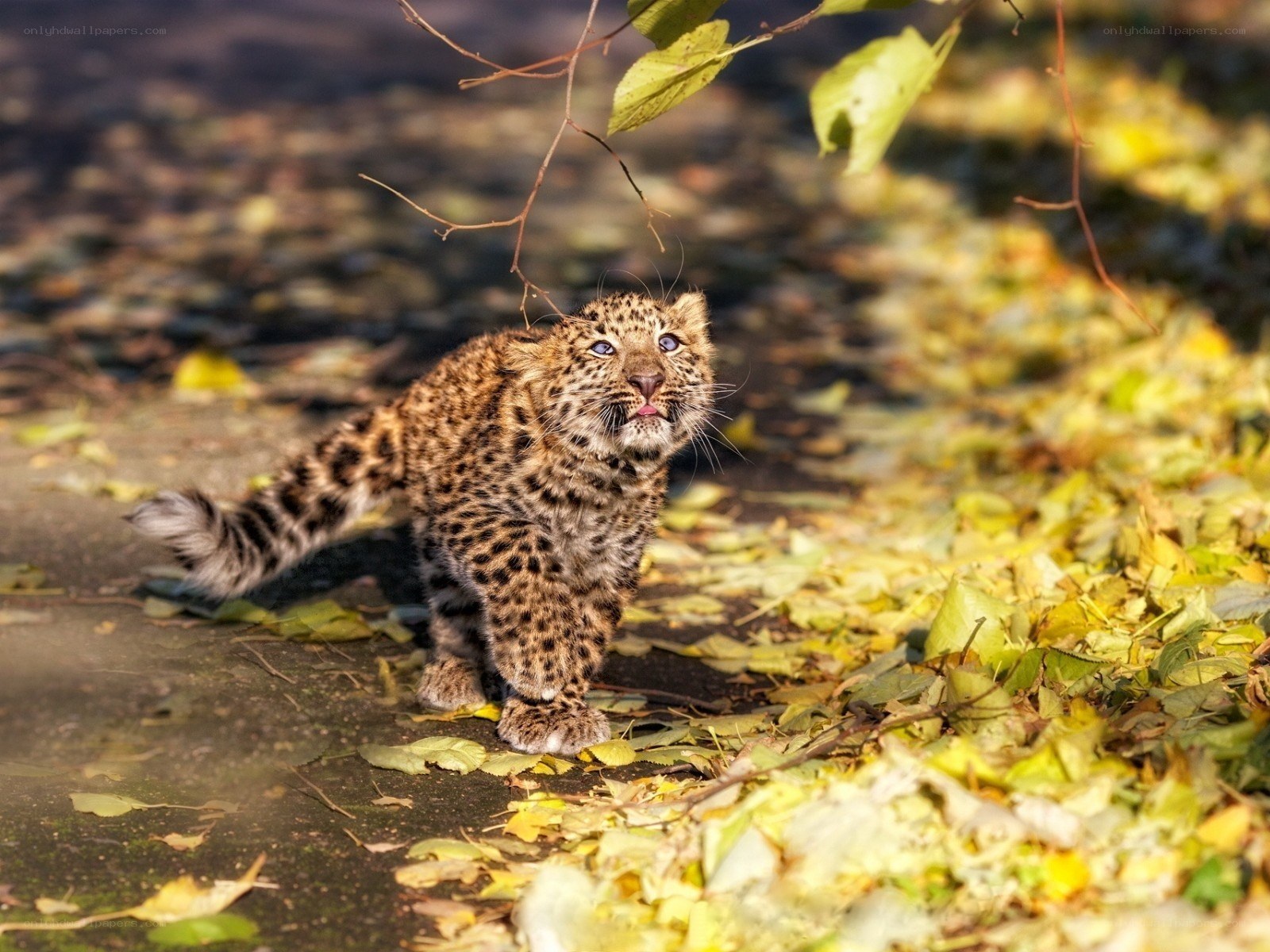 Leopard cub in autumn leaves