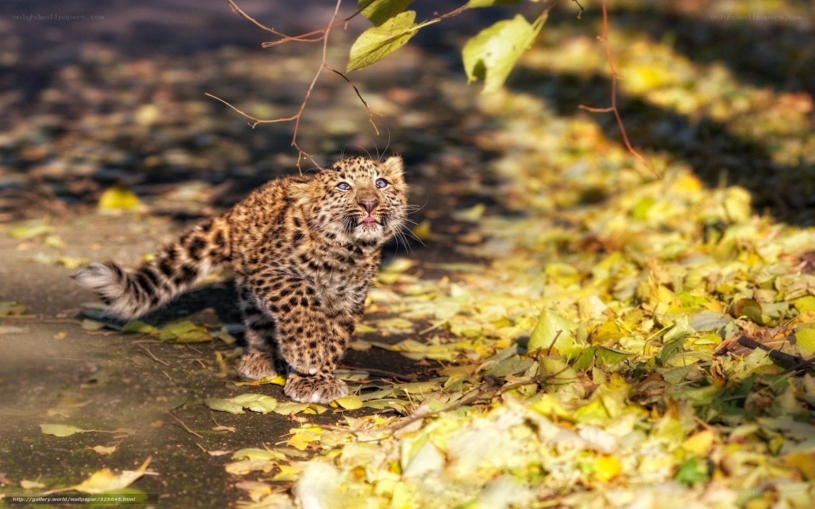 Leopard cub in autumn leaves