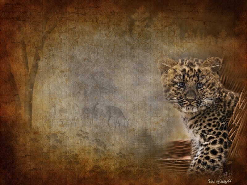 Leopard Cub in Basket — Brown