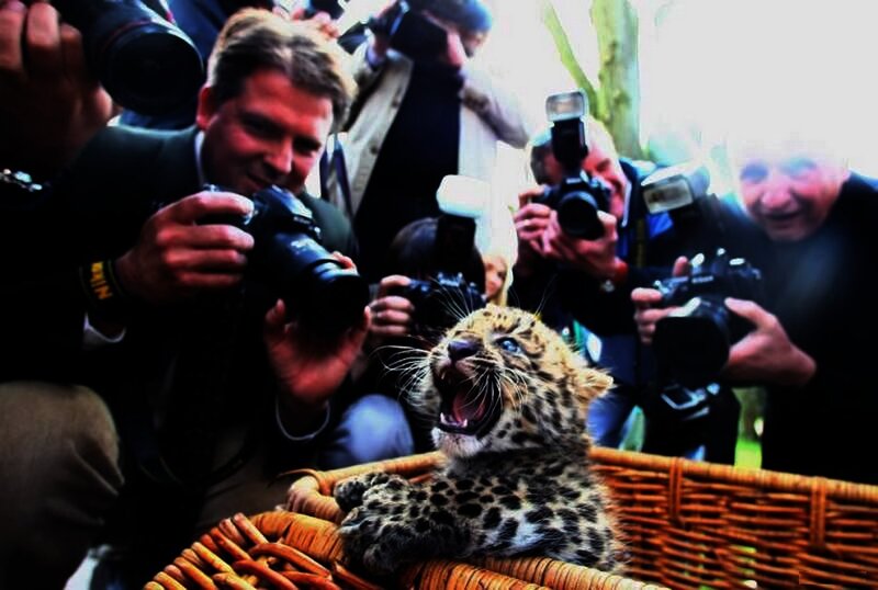 Leopard Cub in Basket