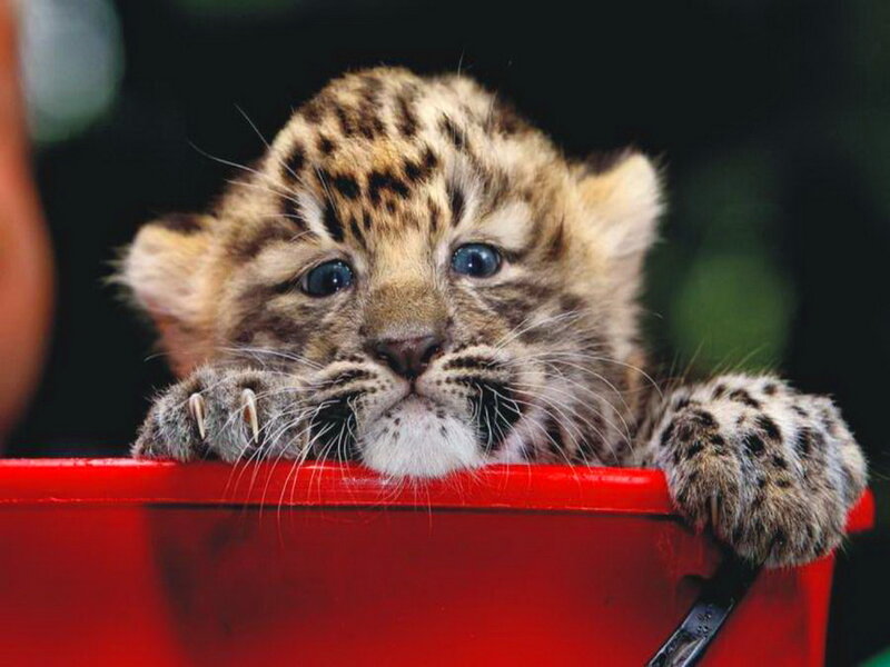 Leopard Cub in Bucket