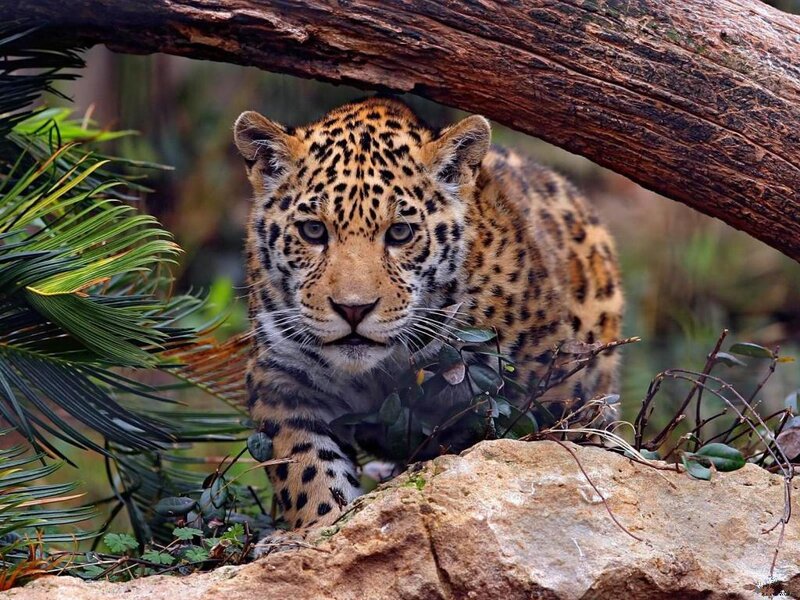 Leopard Cub in Foliage