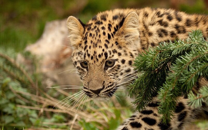 leopard cub in forest