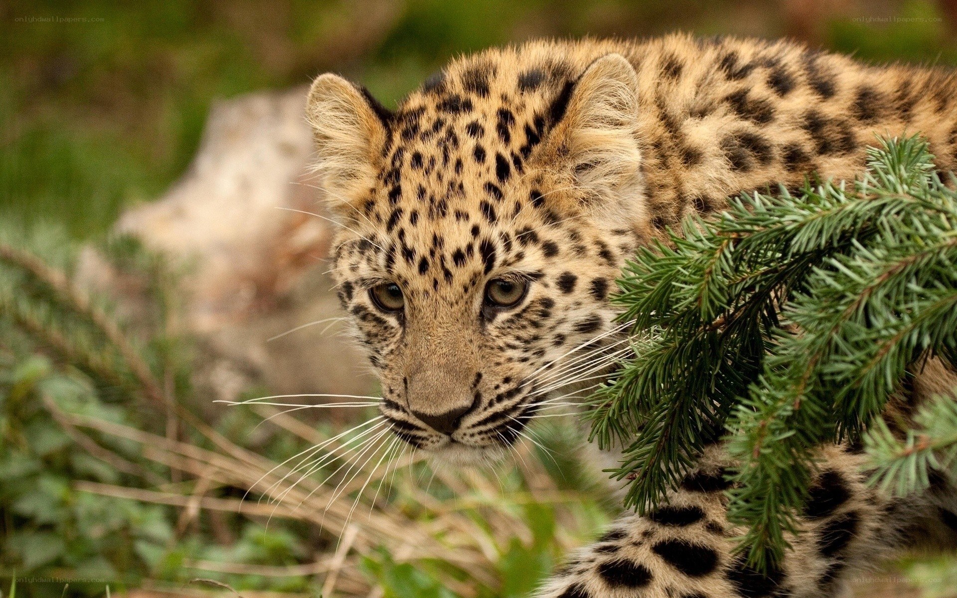 leopard cub in forest