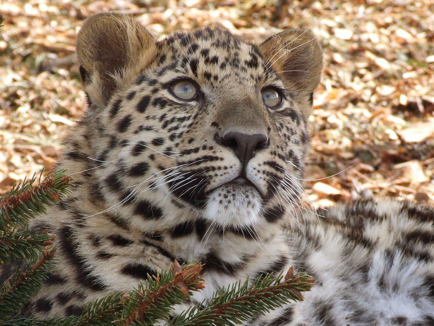 leopard cub in forest