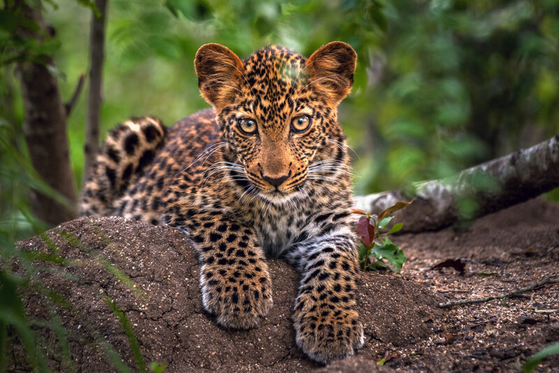 Leopard Cub in Forest — Brown, Alert