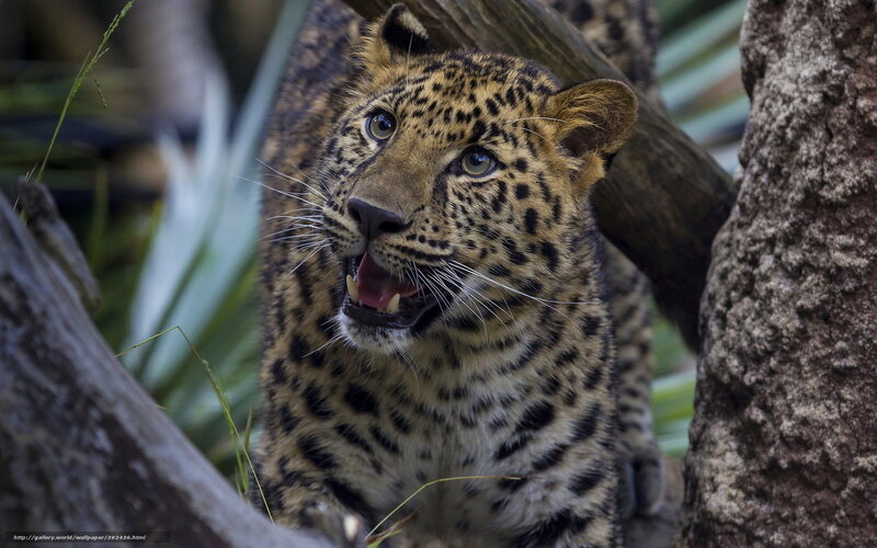 Leopard Cub in Forest — Brown
