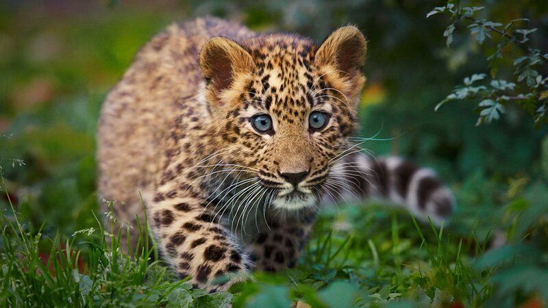 leopard cub in grass