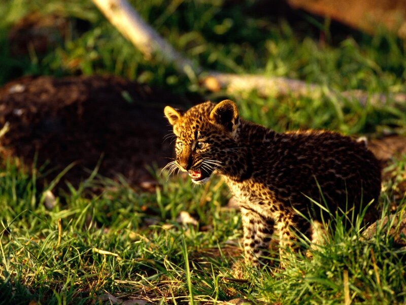 leopard cub in grass