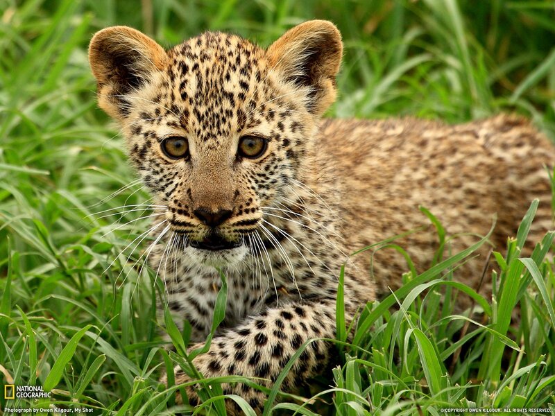leopard cub in grass