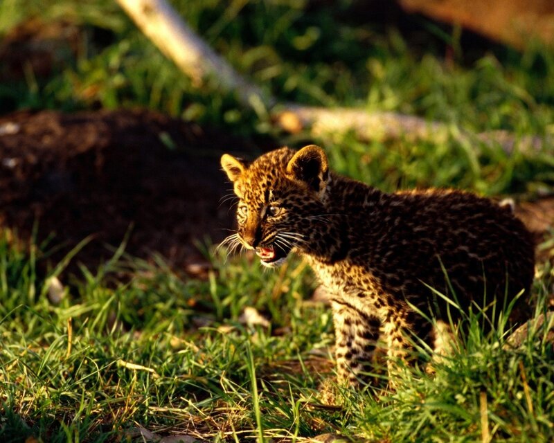 leopard cub in grass