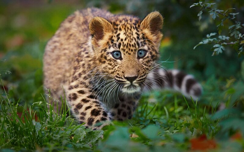 Leopard Cub in Grass — Green, Alert, Afternoon