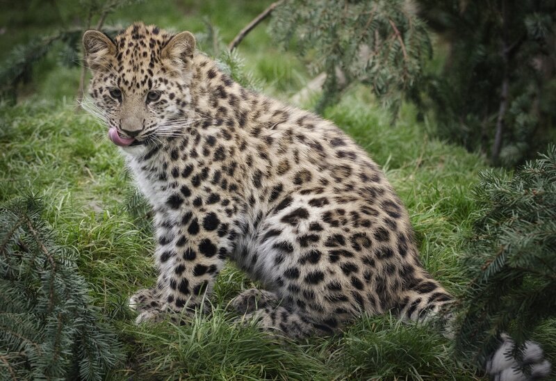 Leopard Cub in Grass — Green, Calm, Photograph, Pine Branches
