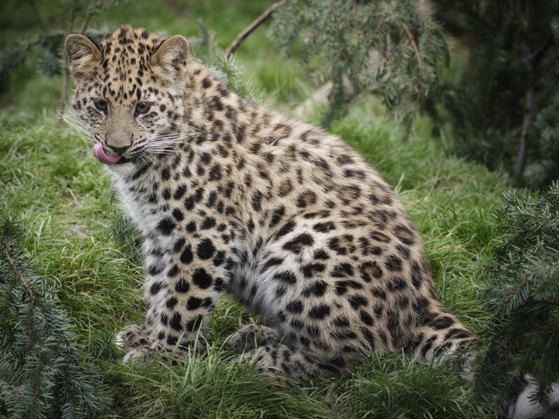 Leopard Cub in Grass — Green, Calm, Photograph
