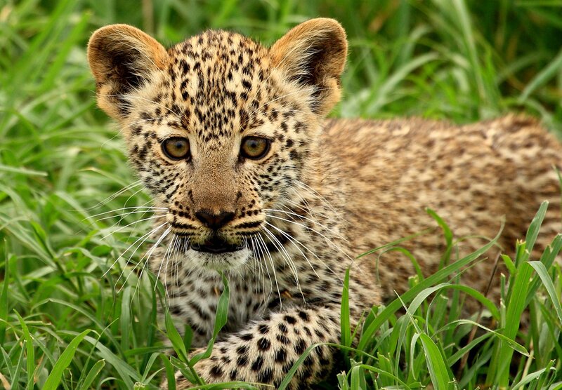 Leopard Cub in Grass — Green, Calm