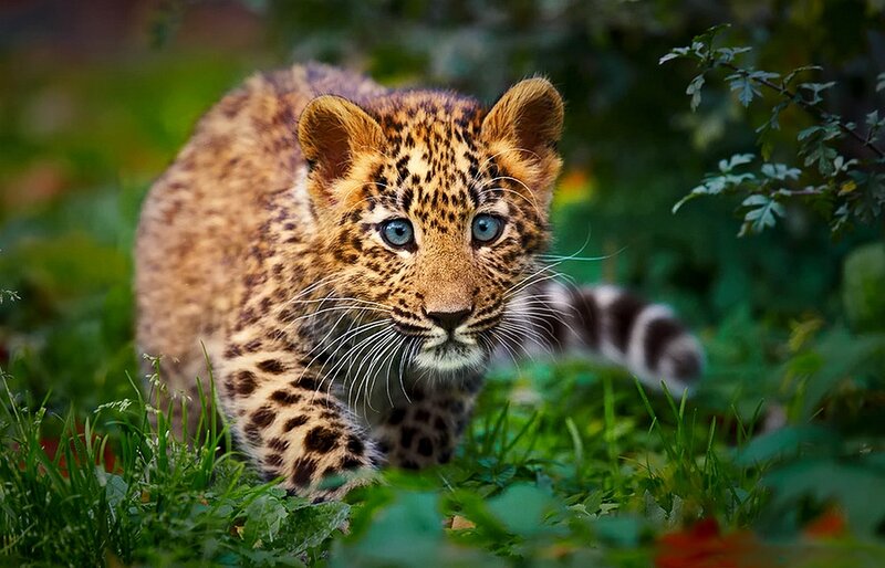 Leopard Cub in Grass — Green, Curious