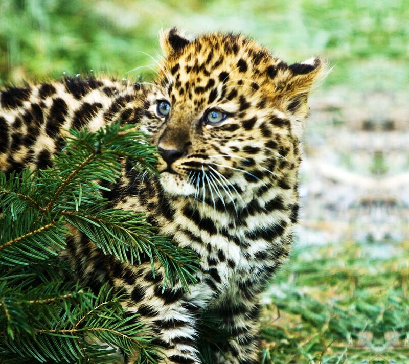 Leopard Cub in Grass — Green, Natural