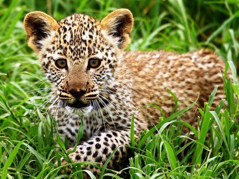 Leopard Cub in Grass — Green