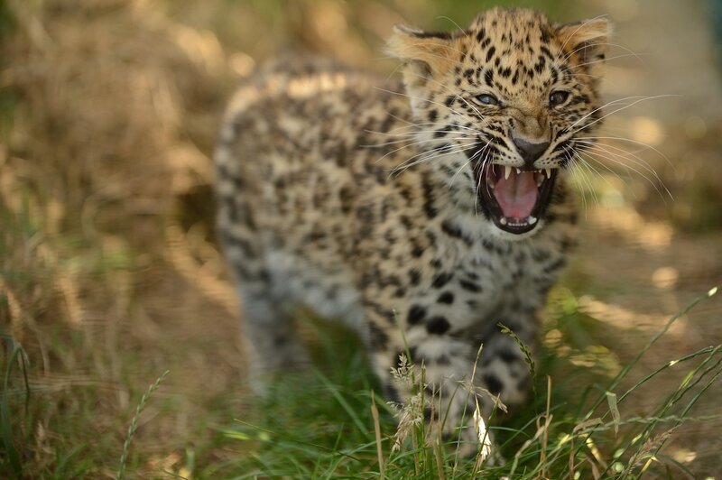 leopard cub in grass
