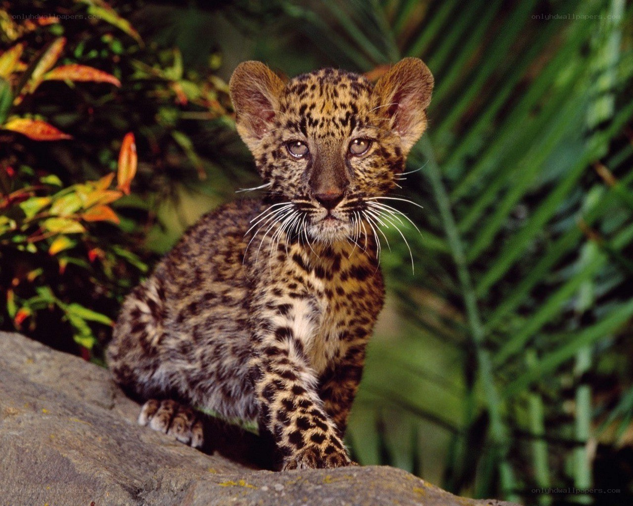 leopard cub in jungle