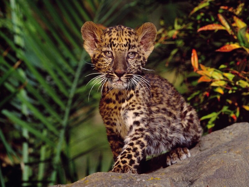 leopard cub in jungle