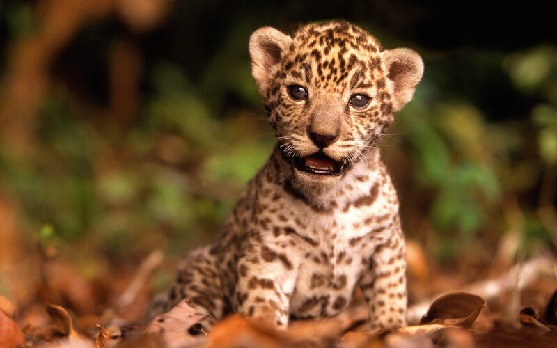 Leopard Cub in Leaves