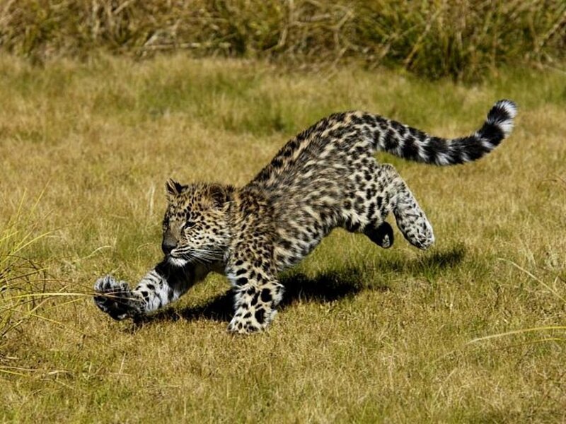 leopard cub in motion
