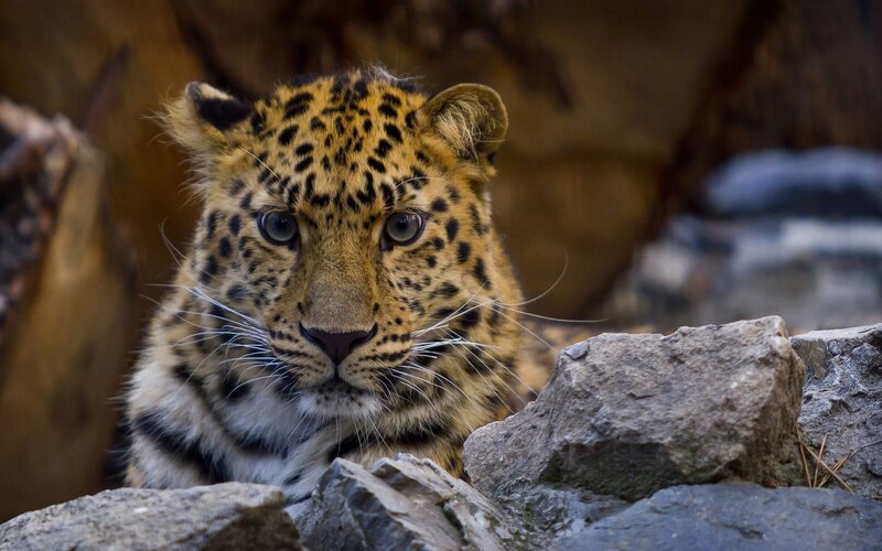 leopard cub in rocky terrain