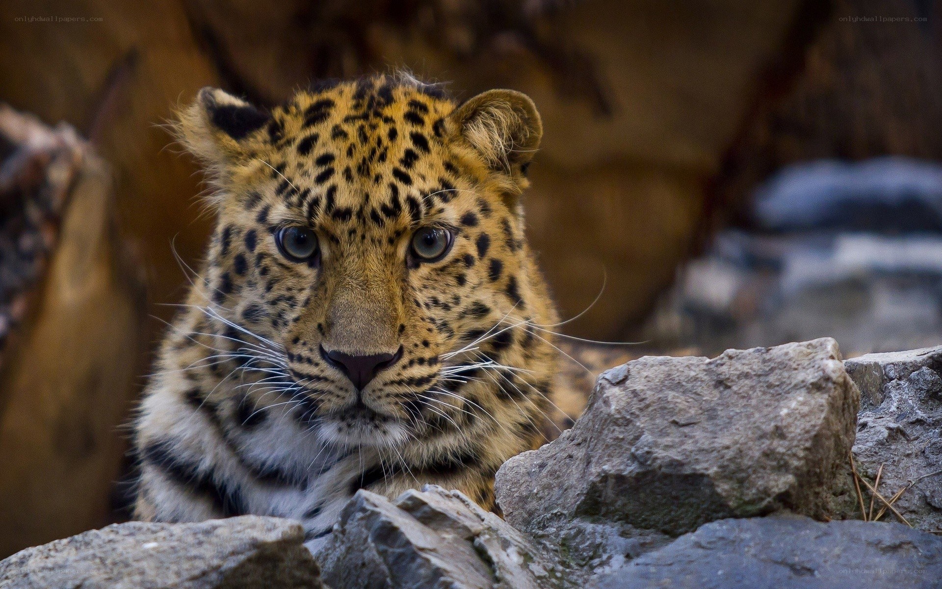 leopard cub in rocky terrain