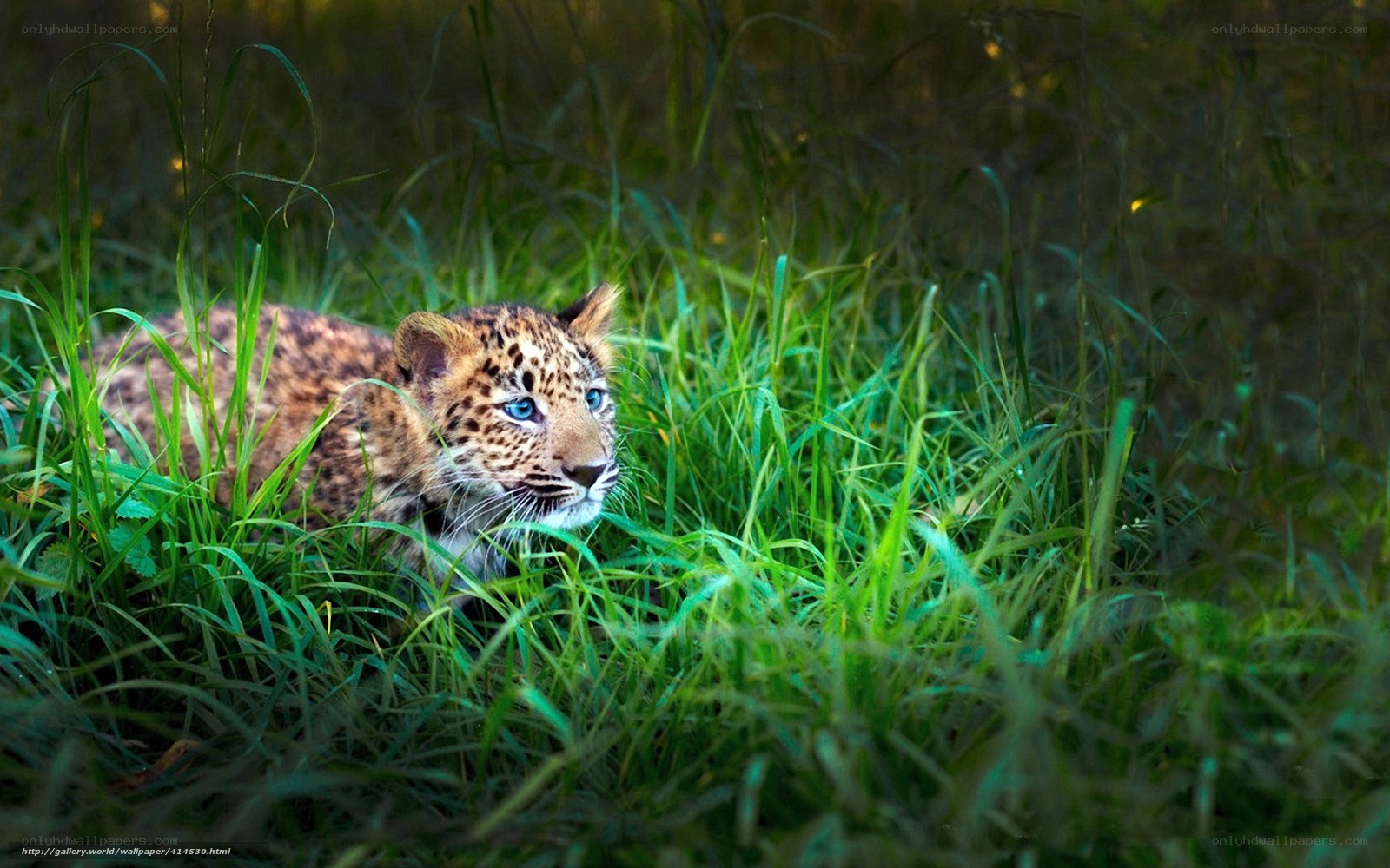 Leopard cub in tall grass