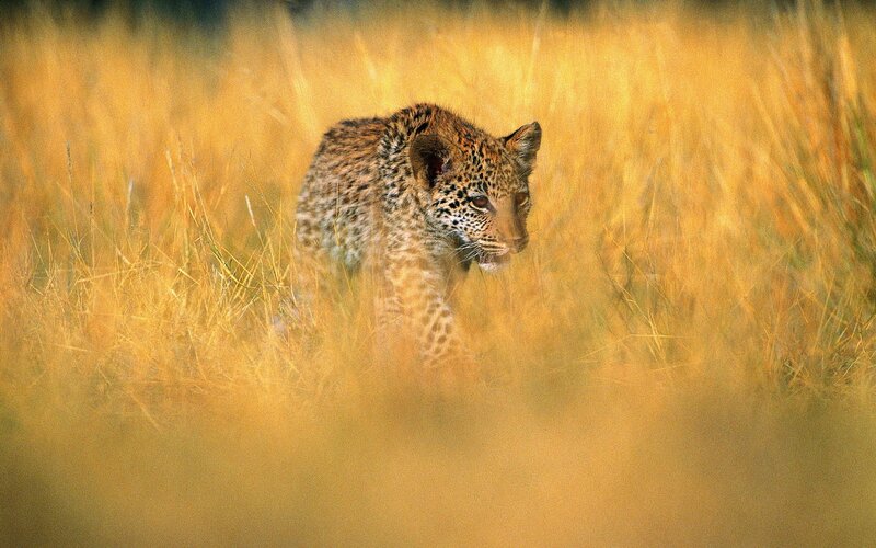 leopard cub in tall grass