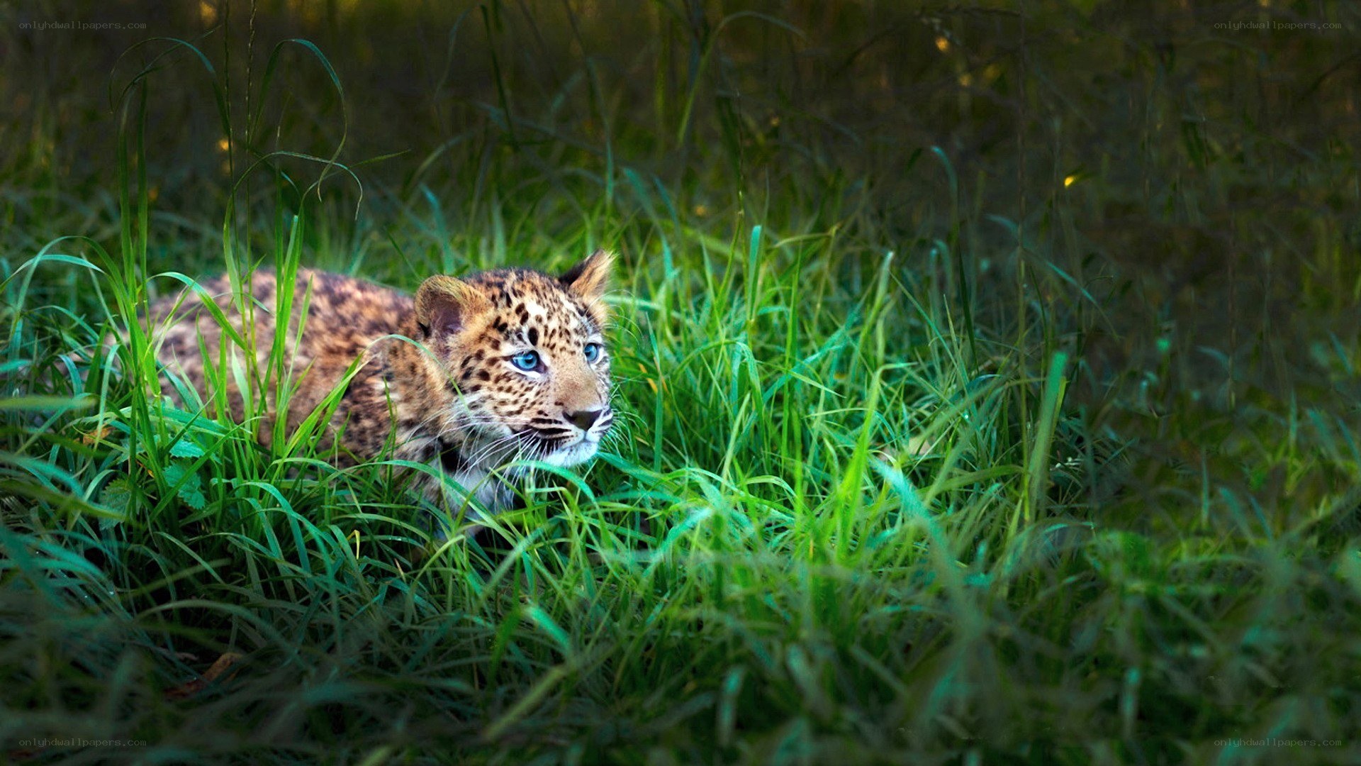 Leopard cub in tall grass