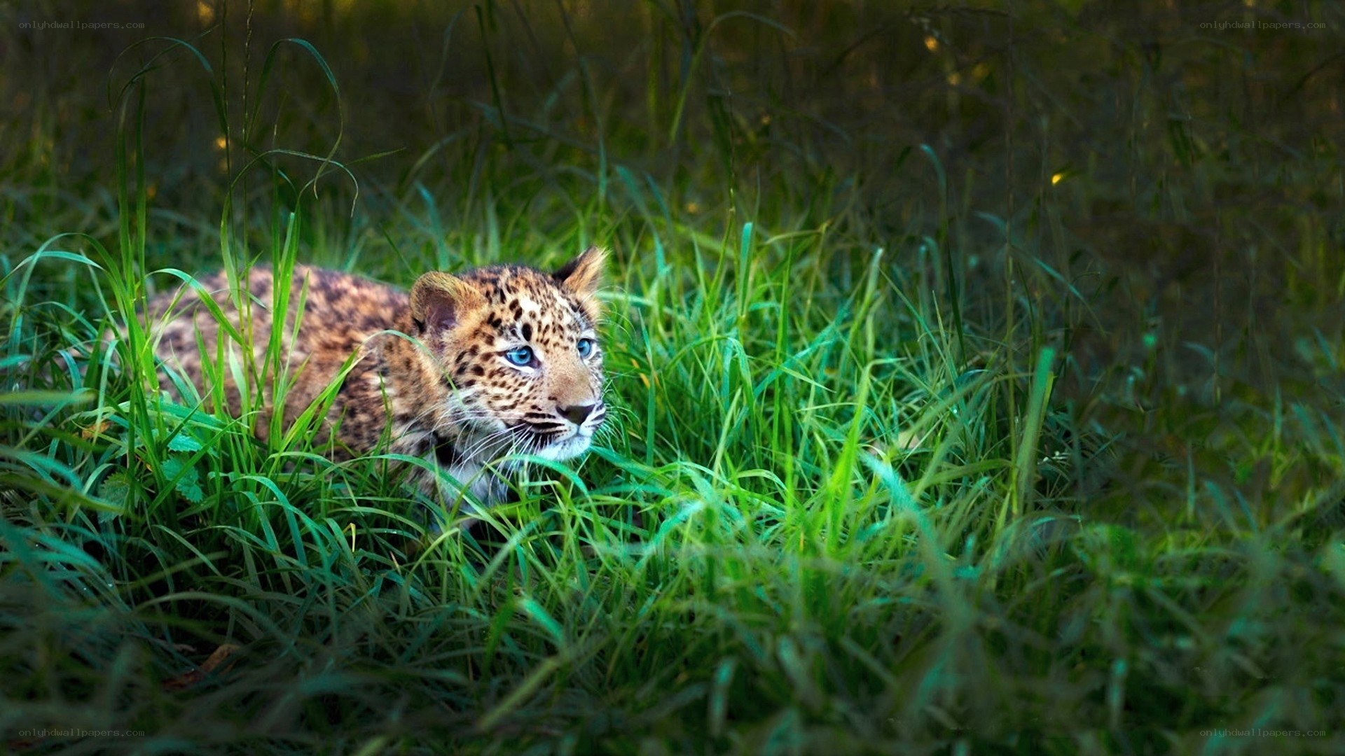 Leopard cub in tall grass