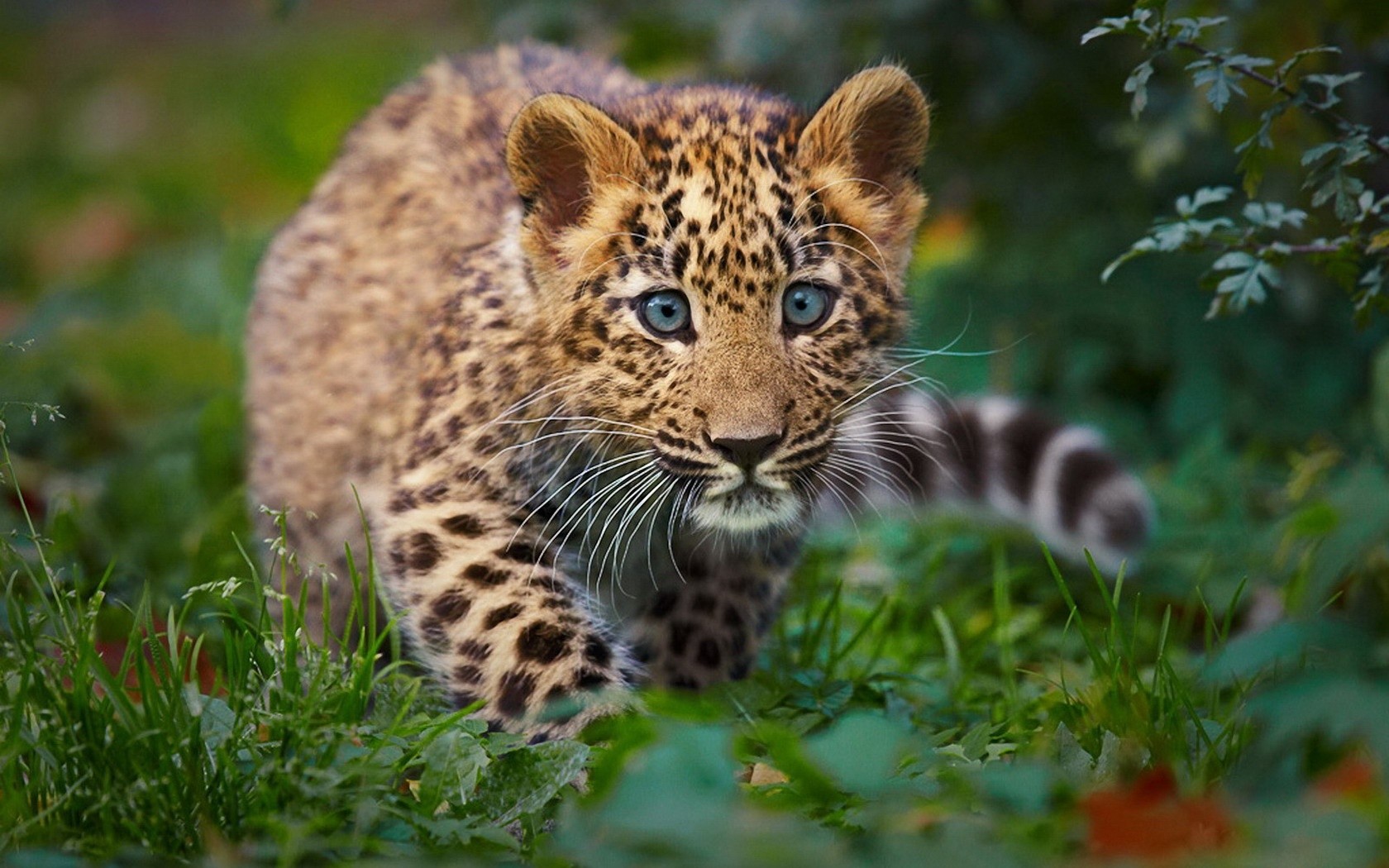 leopard cub in the grass