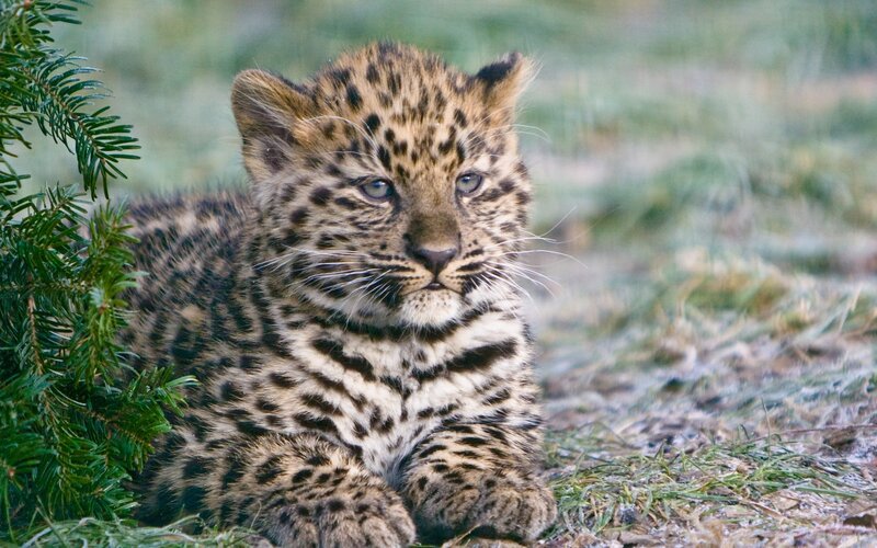 leopard cub in the grass