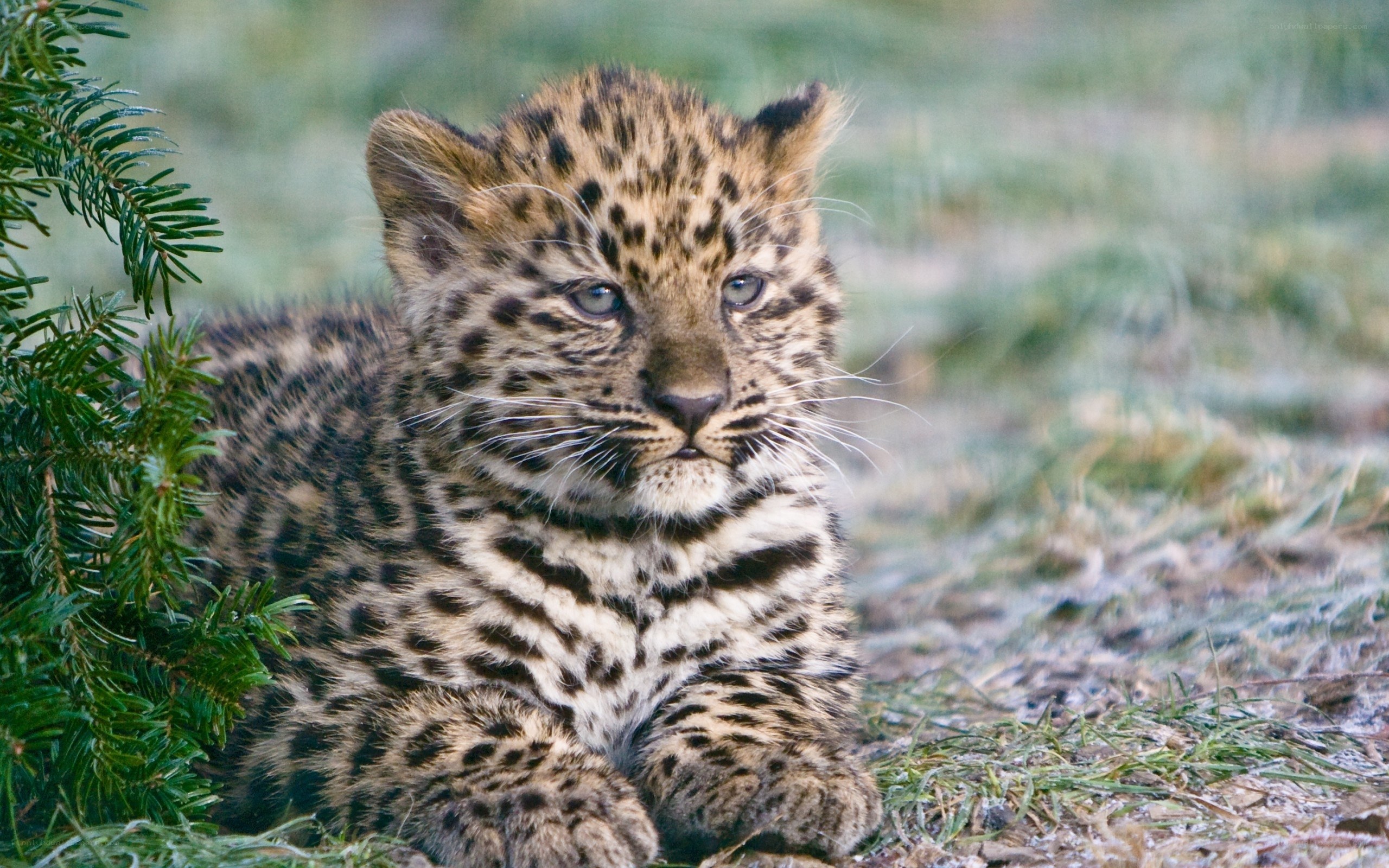 leopard cub in the grass