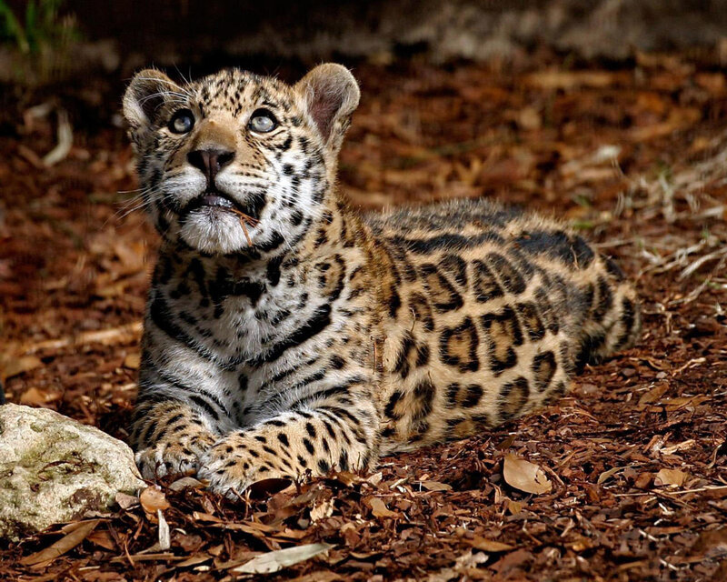 leopard cub in the wild