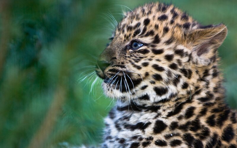 leopard cub in the wild